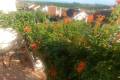 Resale - Bungalow - Algorfa - La Finca Golf Resort