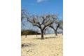 Resale - Plot - Bullas - Costa Calida