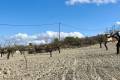 Venta - Plot - Bullas - Costa Calida