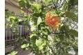 Venta - Quad House - La Florida (Orihuela Costa) - La Florida