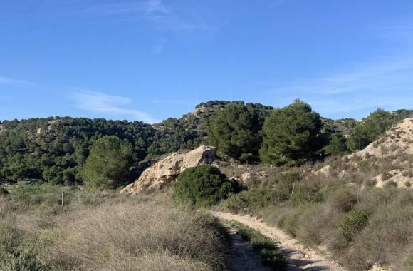 Algorfa