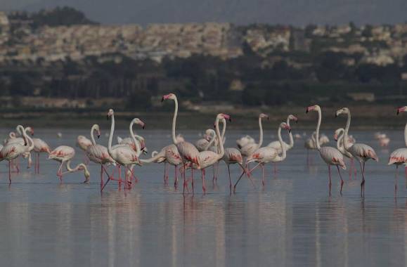 Torrevieja