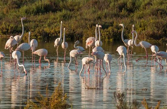 Santa Pola