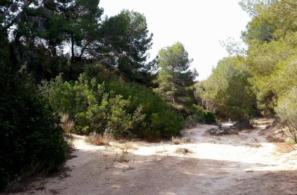 Pinar De Campoverde