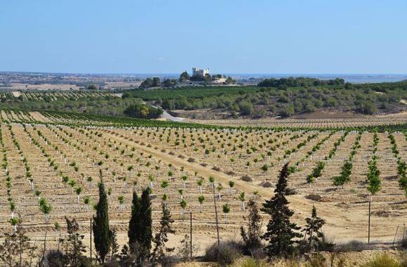 Algorfa